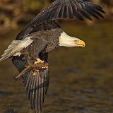 11SB8477 American Bald Eagle Catching Fish